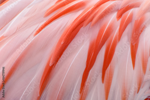 Natural and exotic pink flamingo feathers background texture