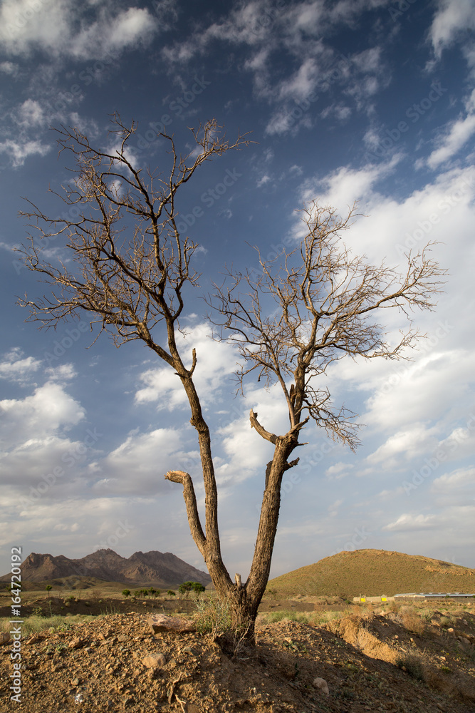 Obraz premium A Tree in Desert, Khorasan Razavi, Iran