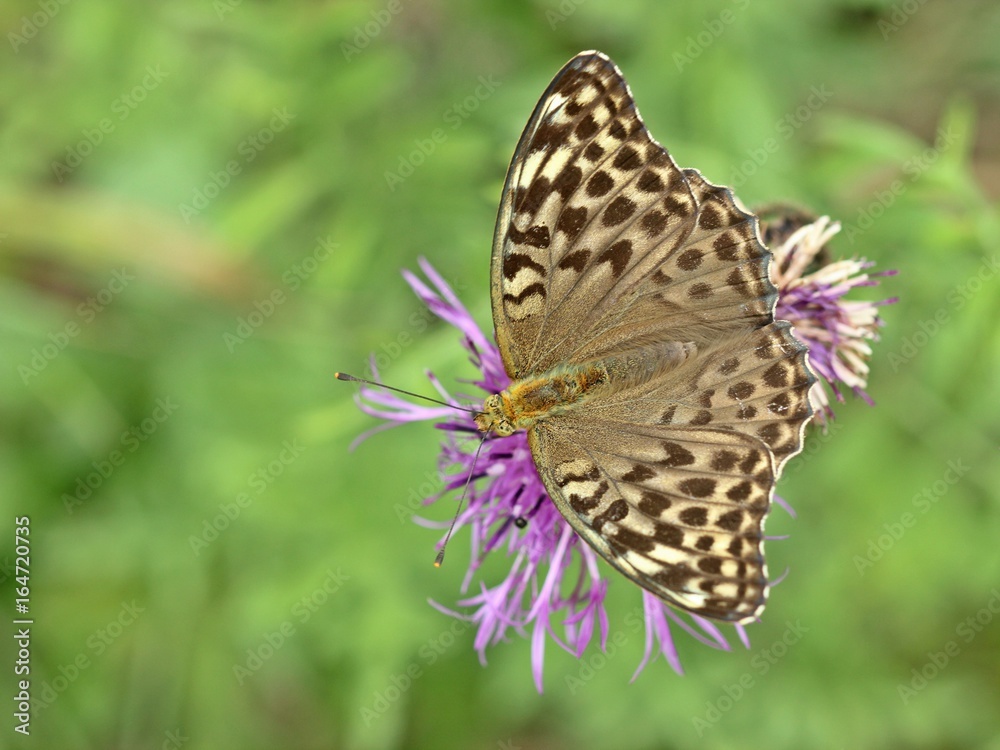 Dunkler Kaisermantel (Argynnis paphia f. valesina) auf Skabiosen-Flockenblume (Centaurea scabiosa)
Dunkler Kaisermantel (Argynnis paphia f. valesina) auf Skabiosen-Flockenblume (Centaurea scabiosa)