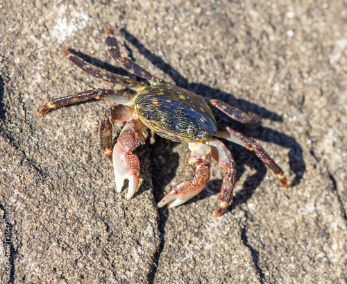Striped (Lined) Shore Crab - Pachygrapsus crassipes. San Mateo County, California, USA. photo