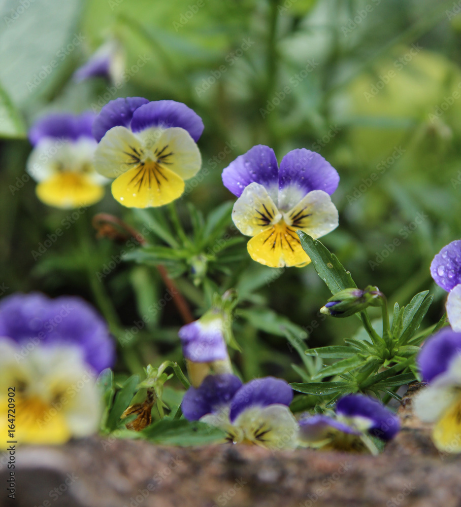 Summer flowers Summer flowers