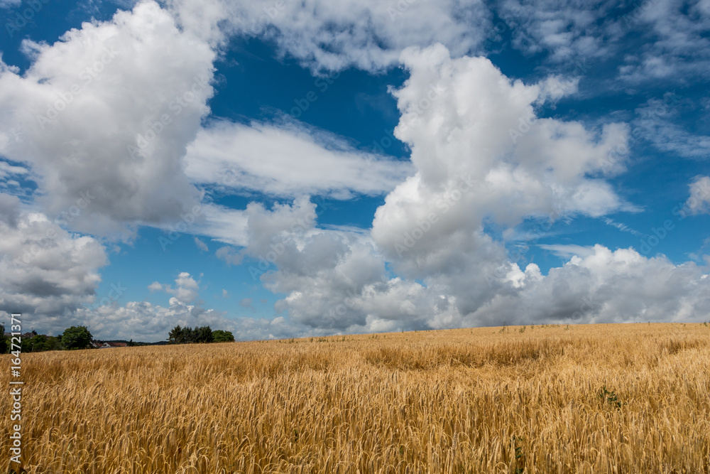 Weizenfeld und Wolkenhimmel