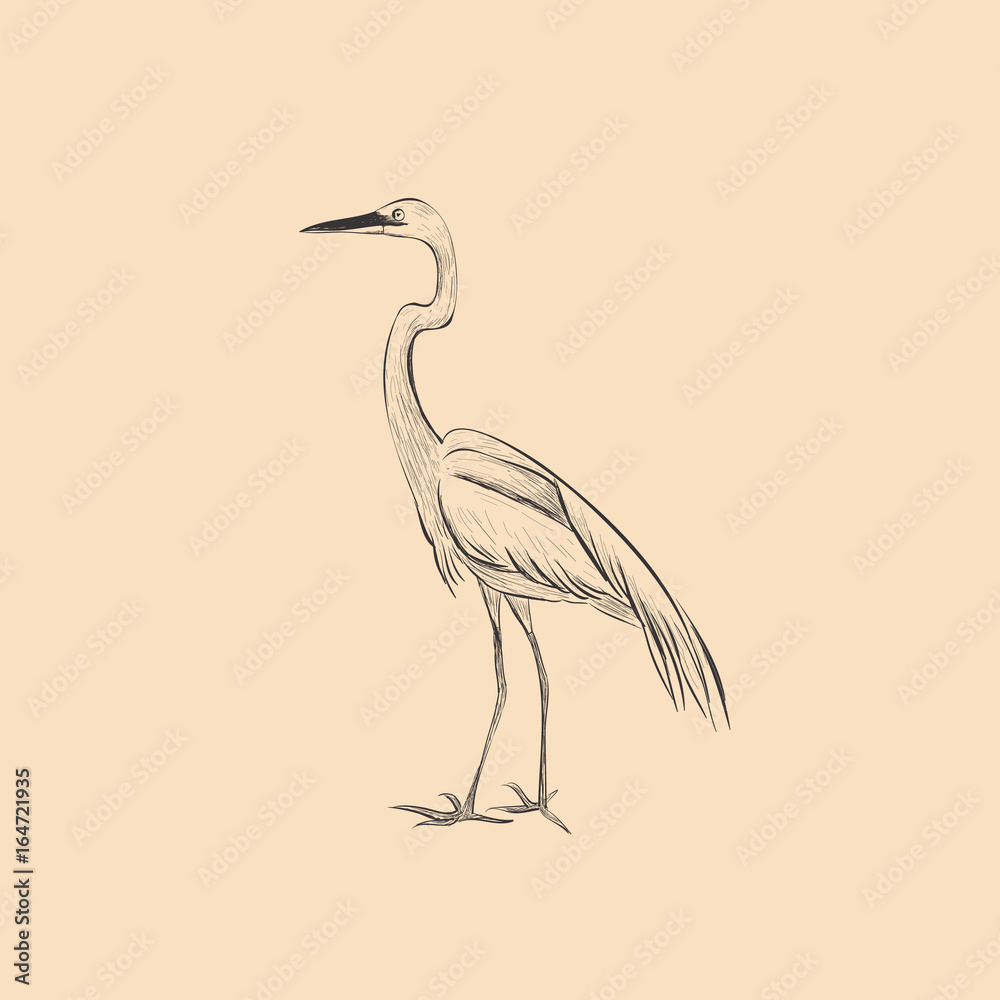 Heron is a sketch vector illustration. Hand sketch of heron design Heron is a sketch vector illustration. Hand sketch of heron design