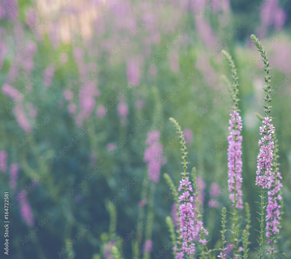 beautiful lavender flowers on blur background beautiful lavender flowers on blur background