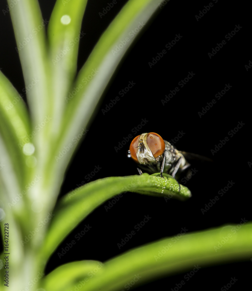 Fototapeta premium macro