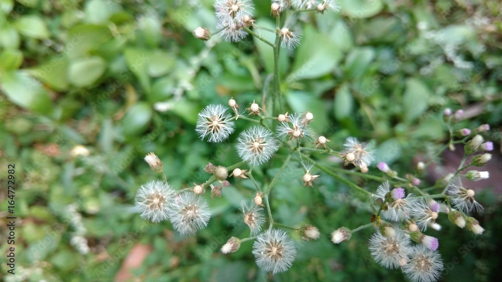 cyanthilium cinereum or vernonia cinereum cyanthilium cinereum or vernonia cinereum