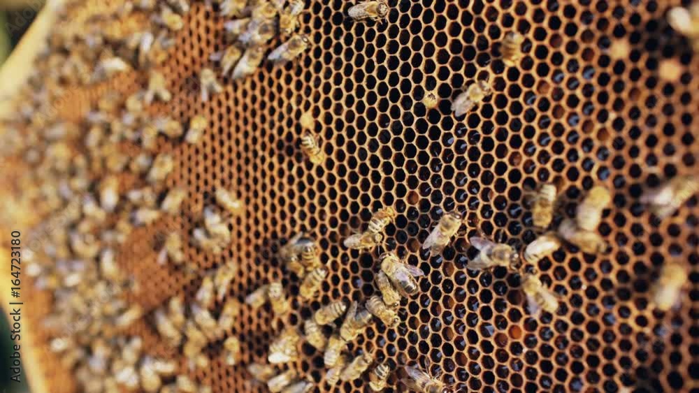 Closeup of bees in honey wooden frames in apiary Closeup of bees in honey wooden frames in apiary