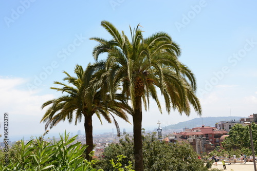 Palm trees in beautiful Park Guell  Barcelona  Spain