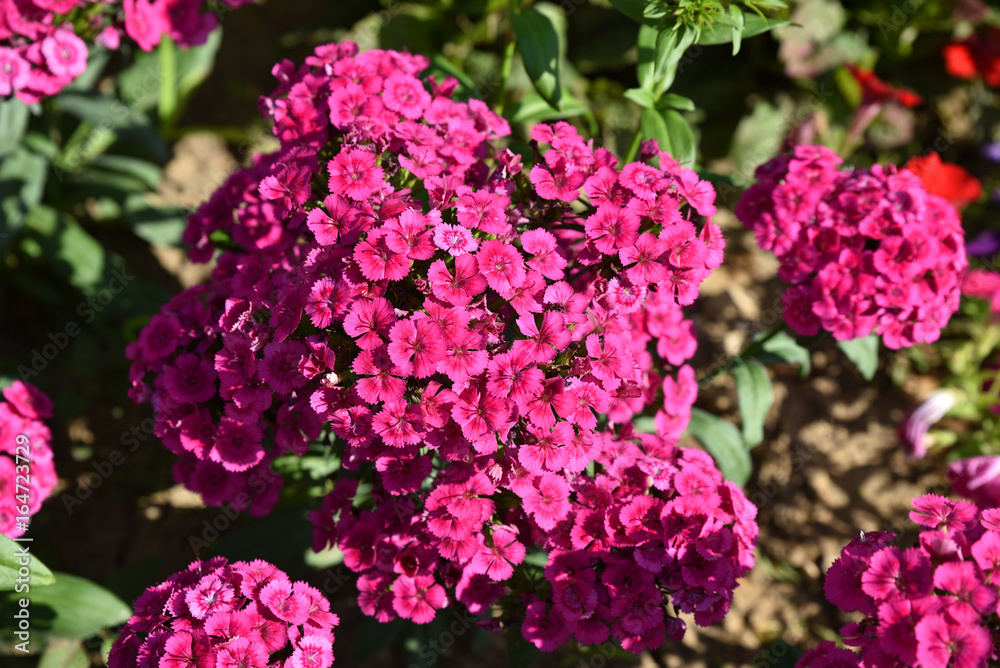 Dianthus barbatus ou oeillet de poète rose au jardin en été Dianthus barbatus ou oeillet de poète rose au jardin en été