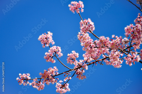 Cherry blossom in Chiang Mai Thailand
