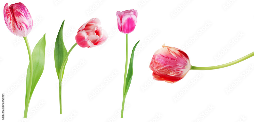 Red tulip with leave on a white background closeup  set