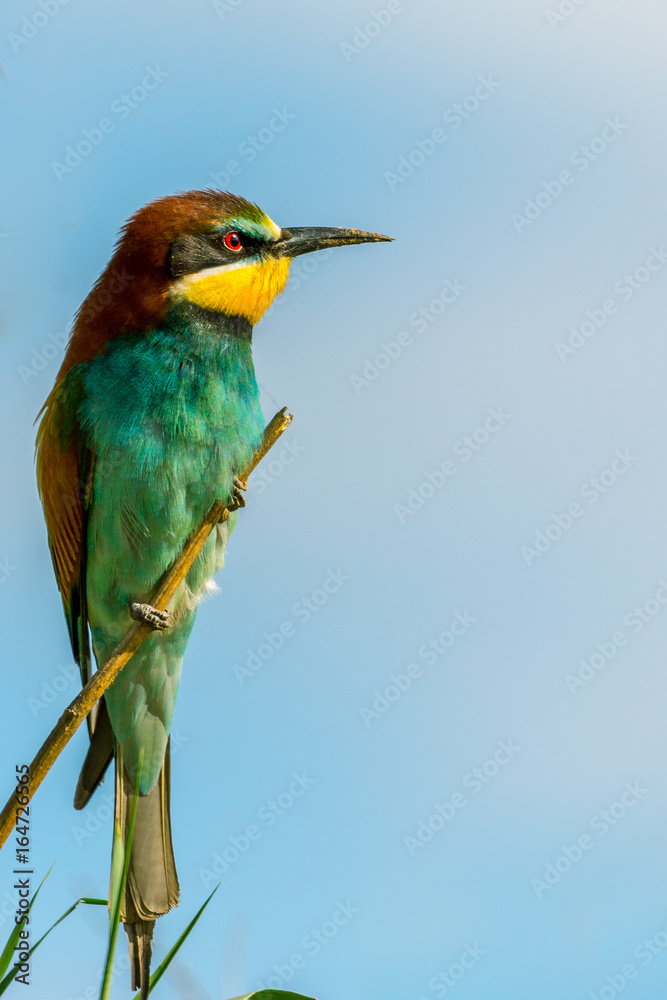 Eurasian Bee-eater looking angry from a tree branch. Wildlife landscape with copy space. Eurasian Bee-eater looking angry from a tree branch. Wildlife landscape with copy space.