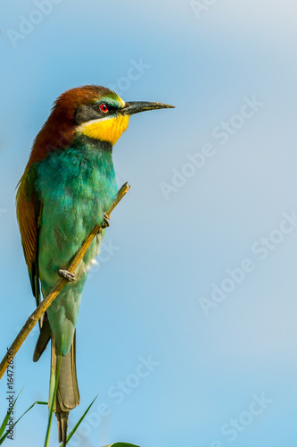 Eurasian Bee-eater looking angry from a tree branch. Wildlife landscape with copy space.