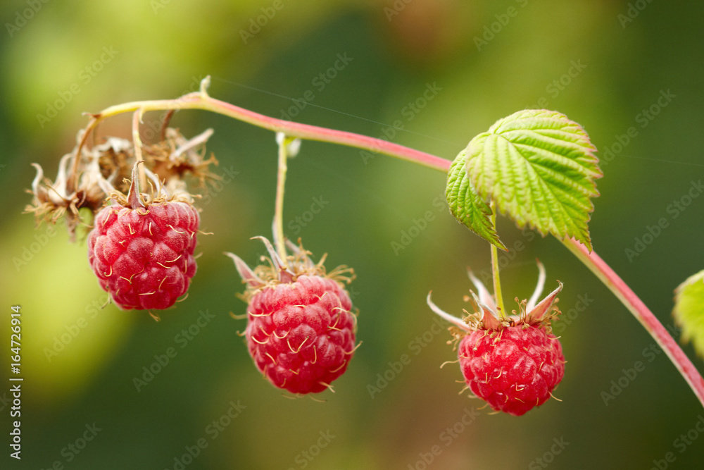 Raspberries fruits on the bush branch. Macro view Raspberries fruits on the bush branch. Macro view