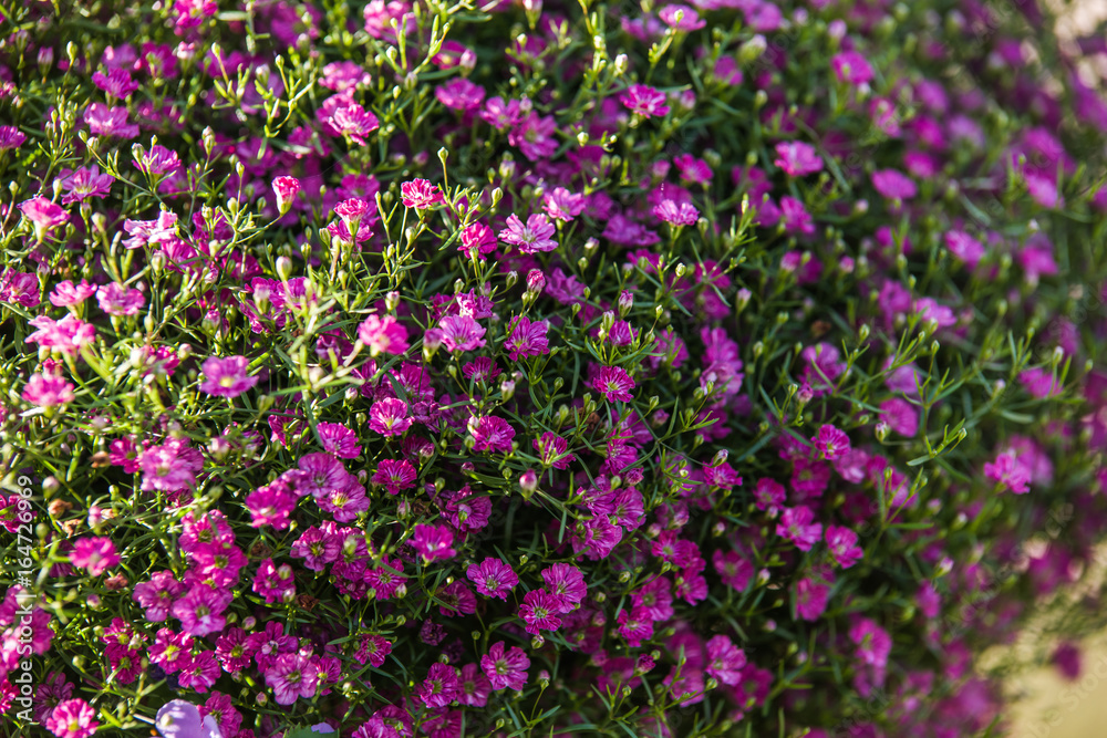 purple Gypsophila muralis