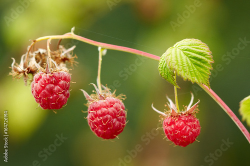 Raspberries fruits on the bush branch. Macro view
