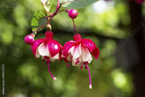 Fototapeta Naklejka Na Ścianę i Meble -  Fuchsia Hybrida Flowers
