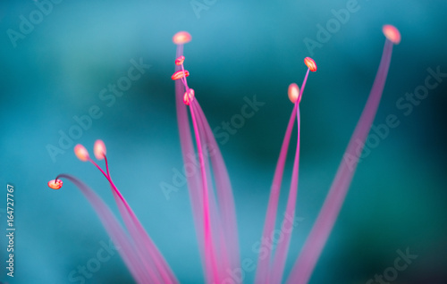Nature of pink