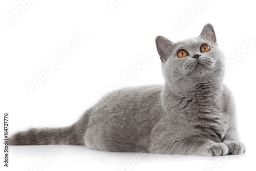 grey british short hair cat lying