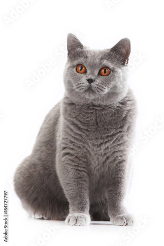 Fototapeta Naklejka Na Ścianę i Meble -  grey british short hair cat sitting