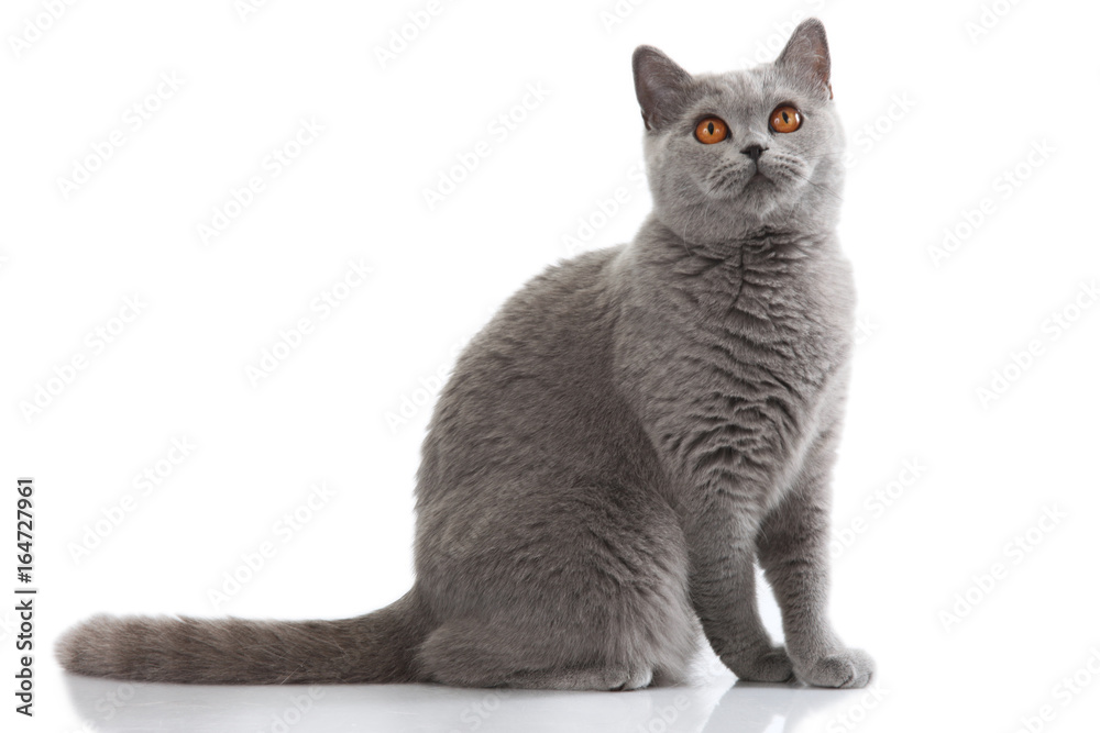 grey british short hair cat