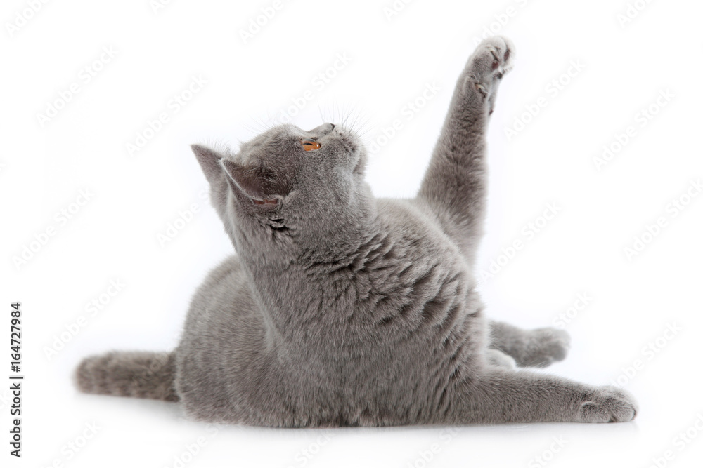 Obraz premium grey british short hair cat