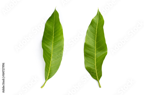 Selective focus mango leaves with clipping path isolated on white background