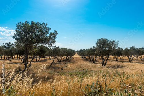 Plantation of olive trees