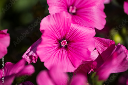 Cranesbill Geraniums