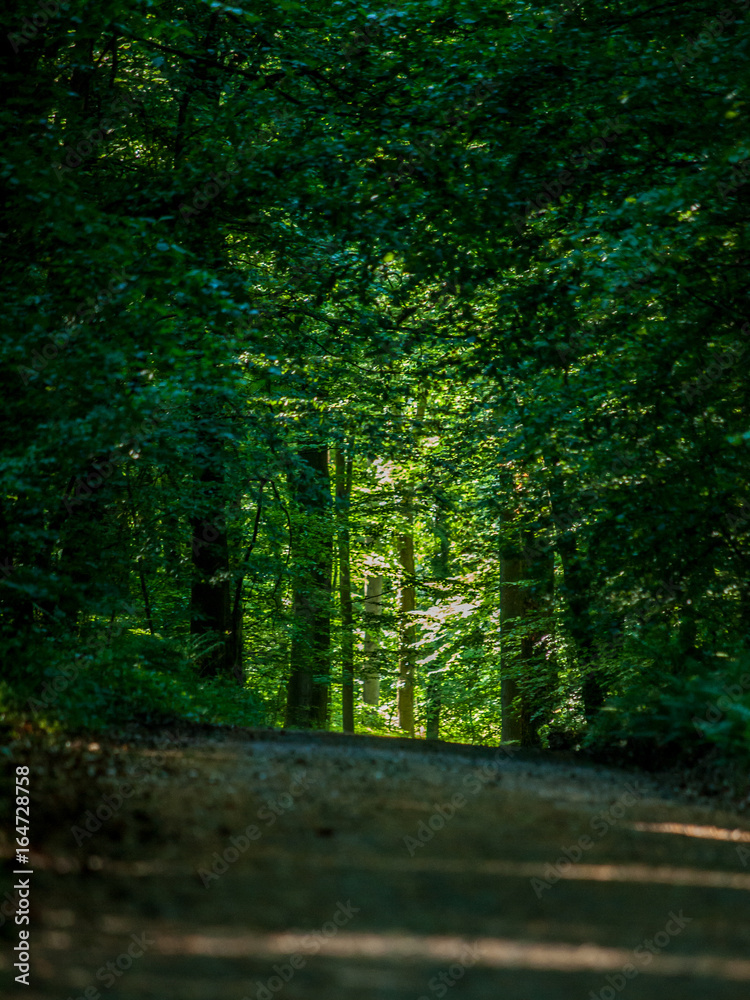 Fototapeta premium Pfad durch den Wald