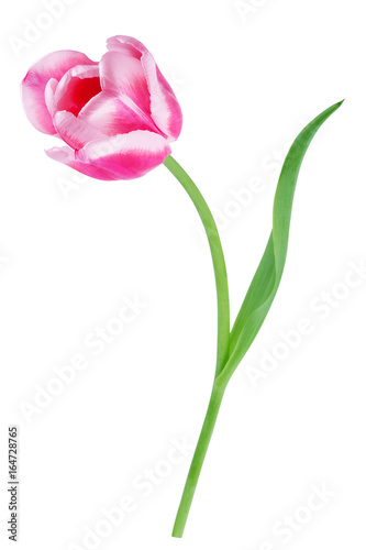 Red tulip with leave on a white background closeup photo