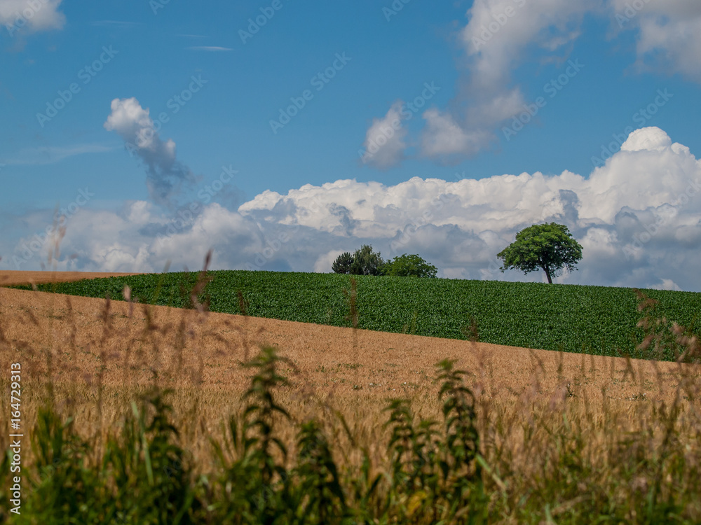 Obraz premium Einzelner Baum