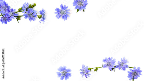 Frame of flowers of common chicory (Cichorium intybus) white background with space for text. Top view, flat lay.