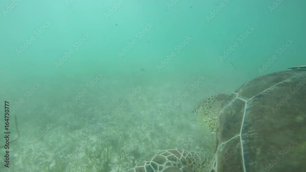 UNDERWATER SLOW MOTION CLOSE UP Green sea turtle swimming in clear ocean lagoon, feeding on seagrass. Large sea turtle swimming in shallow water and eating sea grass on the bottom of the sea in Mexico UNDERWATER SLOW MOTION CLOSE UP Green sea turtle swimming in clear ocean lagoon, feeding on seagrass. Large sea turtle swimming in shallow water and eating sea grass on the bottom of the sea in Mexico