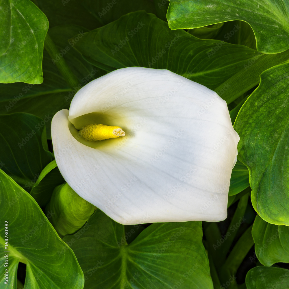 Zantedeschia aethiopica 'Fairy Floss'