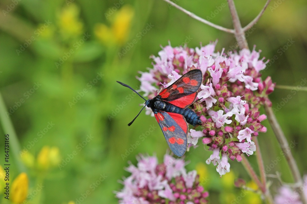 Sechsfleckwidderchen (Zygaena filipendulae) auf Echtem Dost (Origanum vulgare)
Sechsfleckwidderchen (Zygaena filipendulae) auf Echtem Dost (Origanum vulgare)