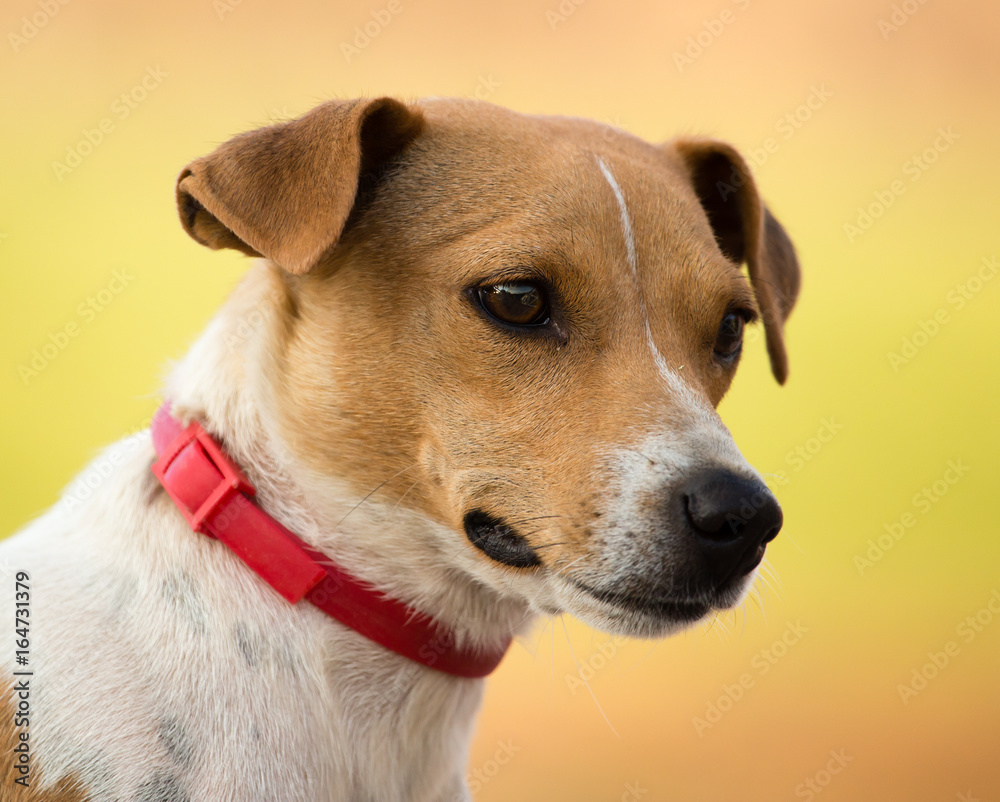 Portrait of a dog in the nature