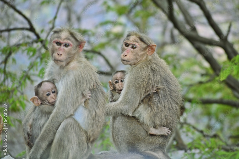 Mother Monkey and their young Mother Monkey and their young