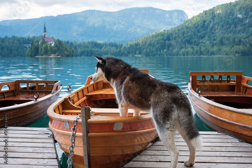 Curious husky dog climb into the boat; location lake Bled, Slovenia
