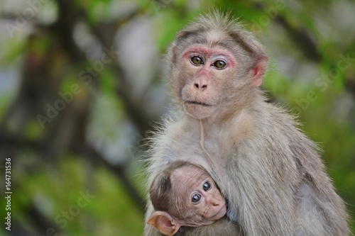 Mother Monkey and their young © Jayakumar