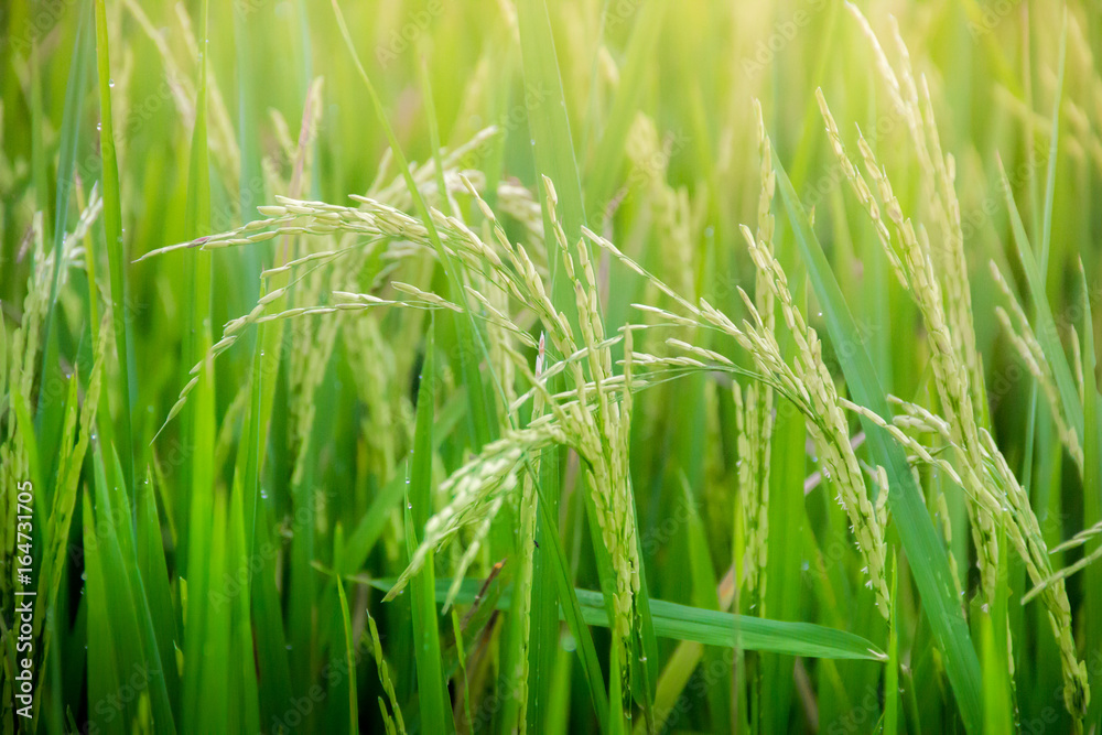 grass rice field green seed blue sky grass rice field green seed blue sky