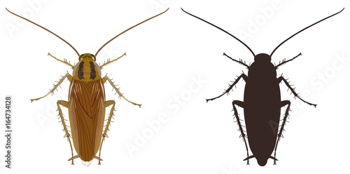 Cockroach icon and silhouette on a white background. Vector illustration.