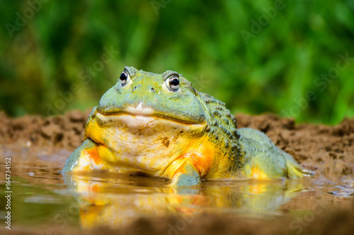 Fotografie Green Frog