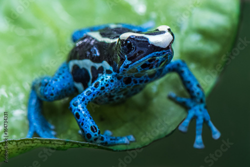 Blue frog in tropic nature