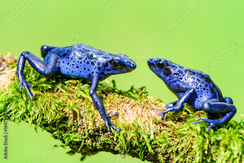 Blue frog in tropic nature