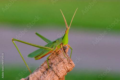 Stick insect Medauroidea extradentata  photo