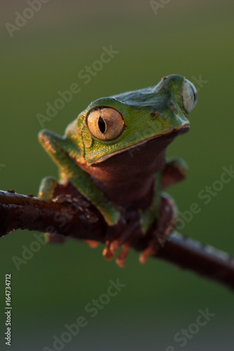 Frog Phyllomedusa bicolor, also known as blue-and-yellow frog, bicoloured tree-frog, giant monkey frog,[2] giant leaf frog,[3] or waxy-monkey treefrog,[4] is a hylid frog. It is found in the Amazon ba