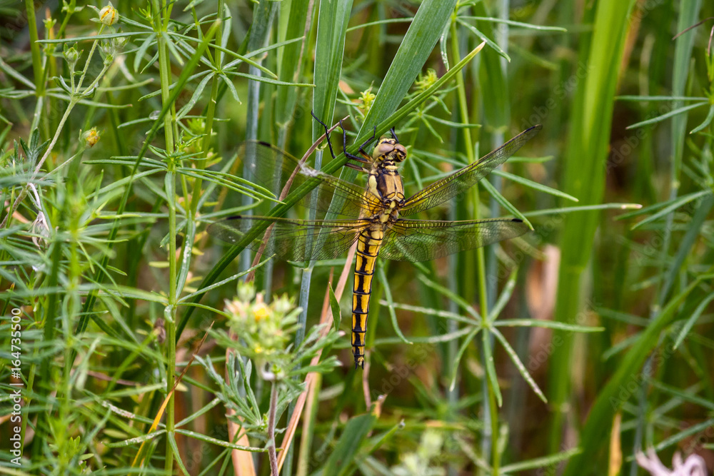 Orthetrum cancellatum female, yellow dragonfly, also known as black-tailed skimmer, in grass under the warm summery sun. Orthetrum cancellatum female, yellow dragonfly, also known as black-tailed skimmer, in grass under the warm summery sun.
