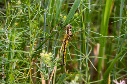 Orthetrum cancellatum female, yellow dragonfly, also known as black-tailed skimmer, in grass under the warm summery sun.