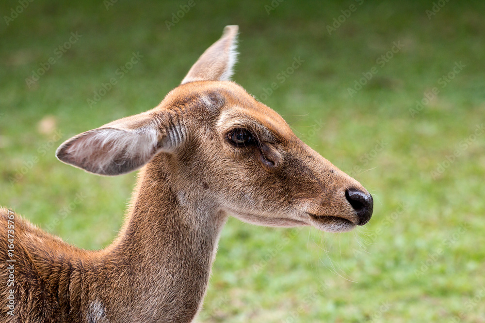 Close up of Eld's deer head shot